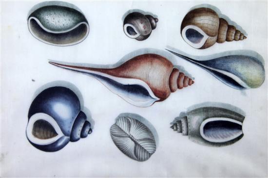 Four Chinese pith paintings of shells, first half 19th century, 18 x 27cm, later mounted, framed and glazed